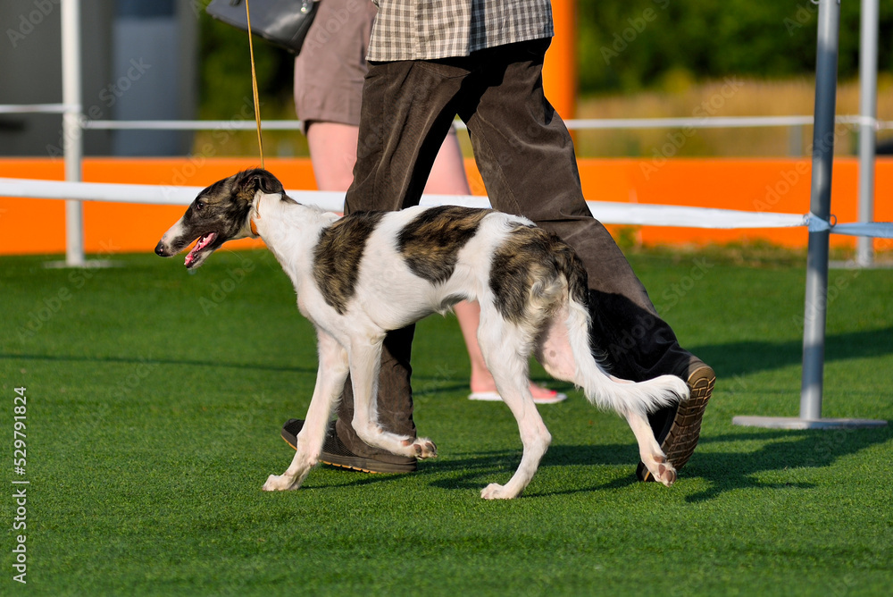 Russian Hunting Sighthound Puppy Russian Hunting Sighthound Puppy