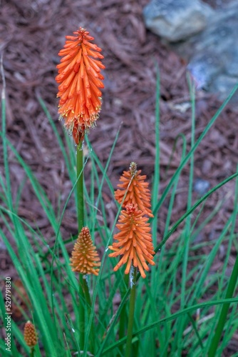 Vertical shot of a red hot poker blossoming in the garden photo