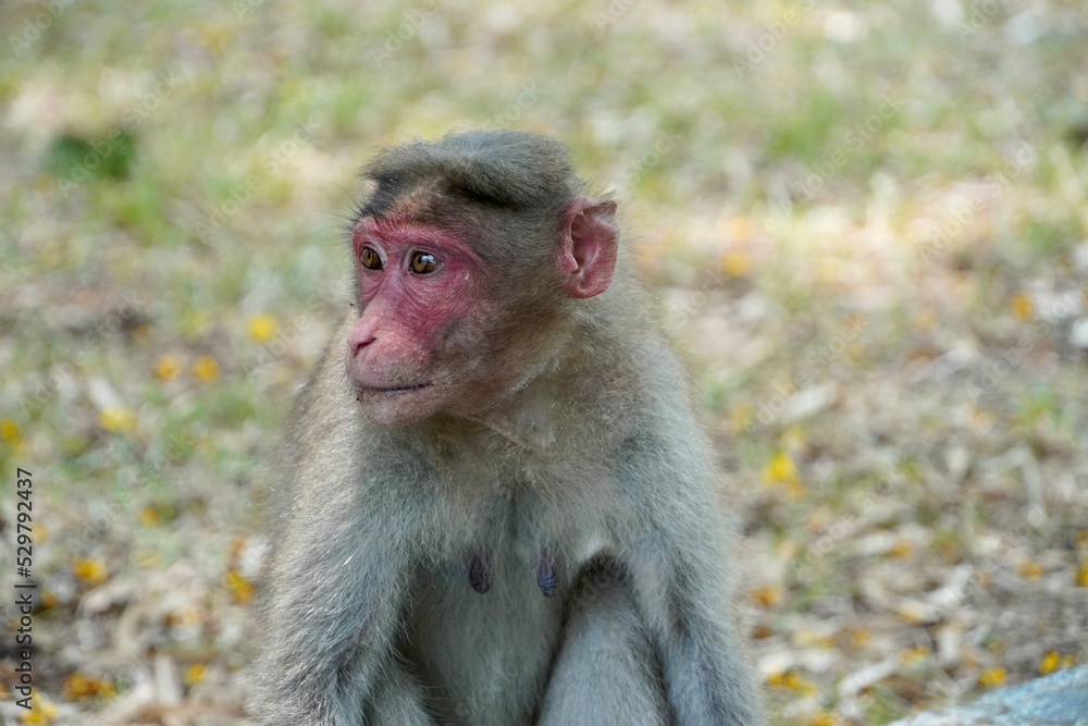 Portrait of baboon sitting on the ground. Portrait of young female monkey sitting in the park. Cute funny monkey with red face looking. Portrait of baboon sitting on the ground. Portrait of young female monkey sitting in the park. Cute funny monkey with red face looking.