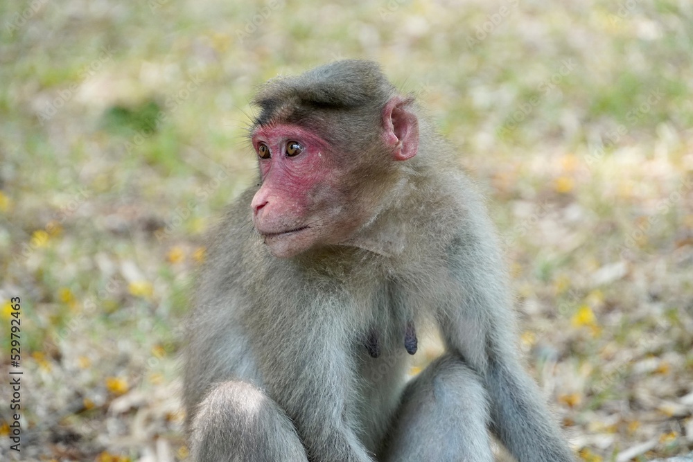 Portrait of baboon sitting on the ground. Portrait of young female monkey sitting in the park. Cute funny monkey with red face looking. Portrait of baboon sitting on the ground. Portrait of young female monkey sitting in the park. Cute funny monkey with red face looking.