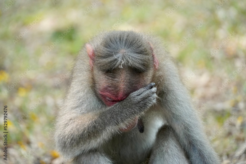 Obraz premium Portrait of baboon sitting on the ground. Portrait of young female monkey sitting in the park. Cute funny monkey with red face looking.