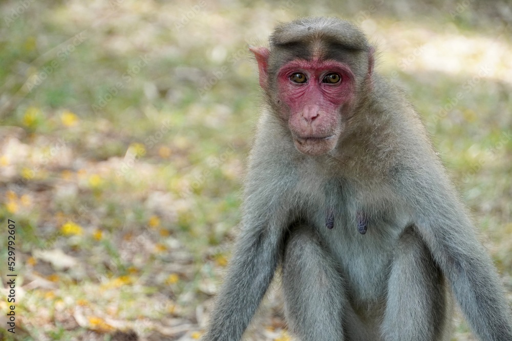 Portrait of baboon sitting on the ground. Portrait of young female monkey sitting in the park. Cute funny monkey with red face looking.