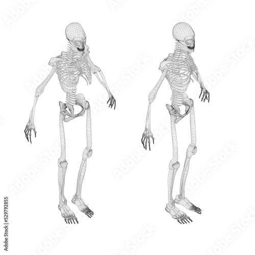 Set with human skeleton wireframe from black lines isolated on white background. Isometric view. 3D. Vector illustration.