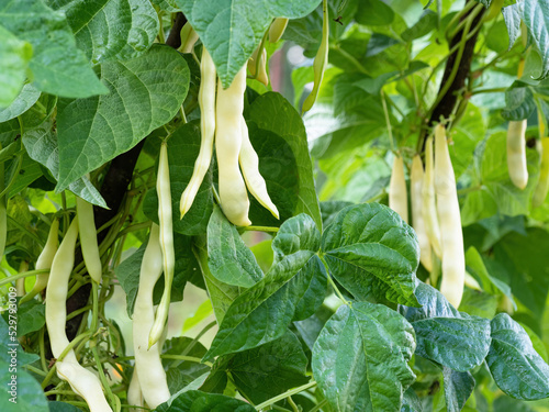 Schilderij op canvas Ripe pods of kidney bean growing on farm