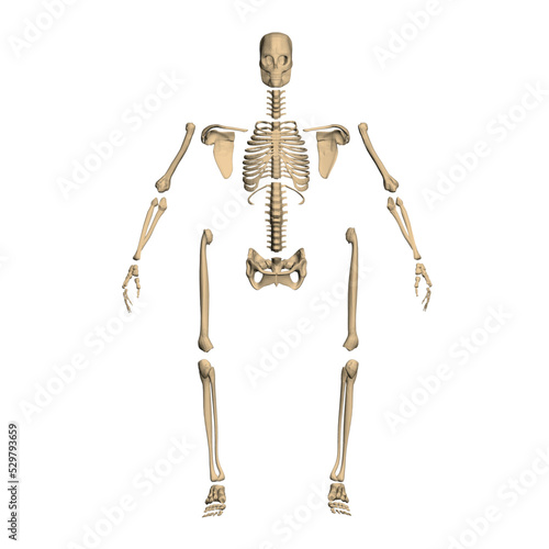 Polygonal model of a disassembled human skeleton from black lines isolated on a white background. Front view. 3D. Vector illustration.