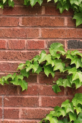 Green ivy on the wall