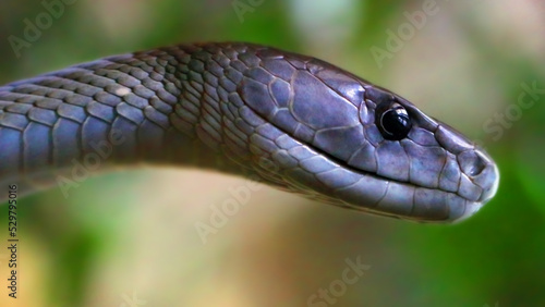 The Black Mamba - Dendroaspis polylepis. Portrait of a world's most venomous snake. Dangerous animal for travelers in african destinations. Wildlife photography. 