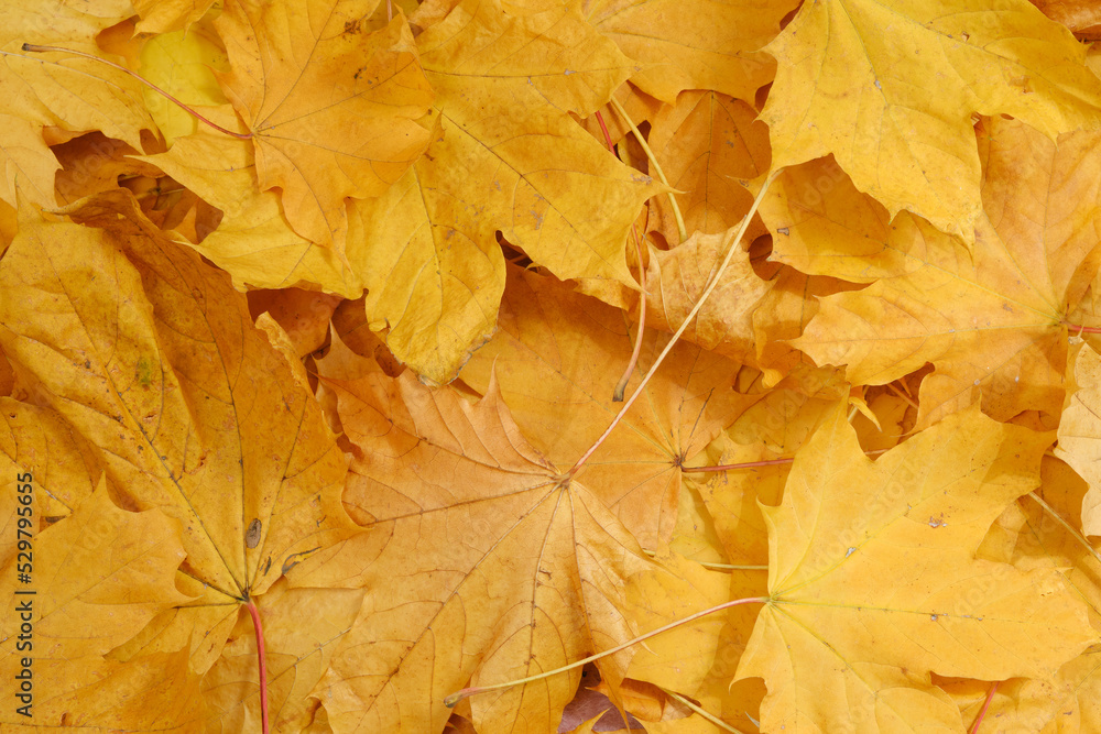 yellow autumn background