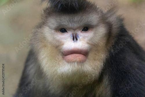  Black Snub-Nosed Monkey portrait © badreldin