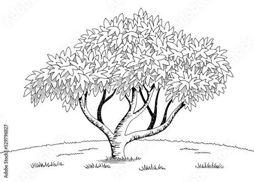 Fig tree graphic black white landscape sketch illustration vector 