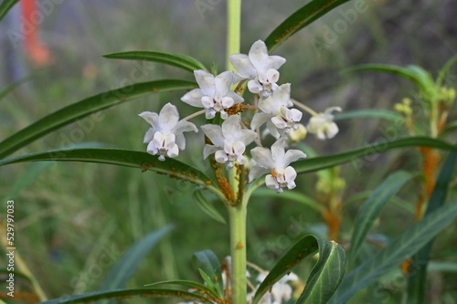 Gomphocarpus physocarpus ( Swan plant )flowers.
Apocynaceae perennial plants. White flowers bloom in summer and globose fruits with soft spines ripen in late fall. photo