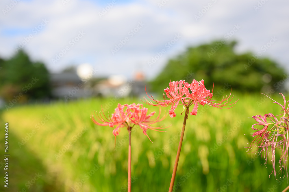 彼岸花と秋の田んぼ