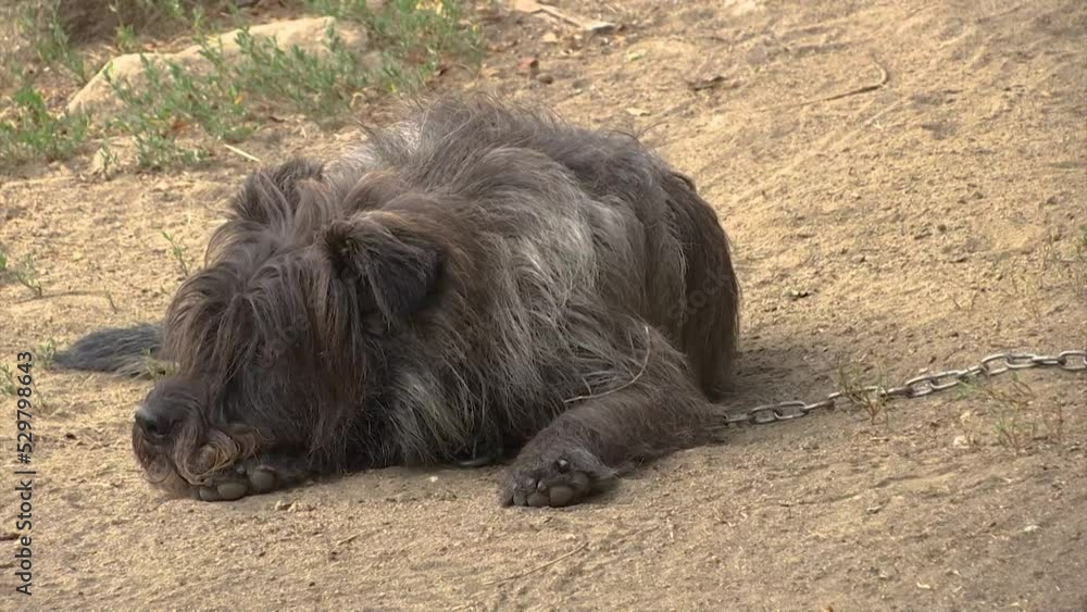 BLACK DOG IS LAY DOWN AND WATCHING BLACK DOG IS LAY DOWN AND WATCHING