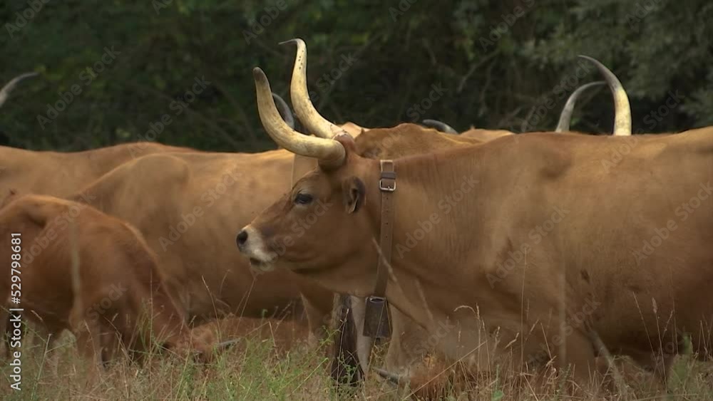 HERD OF BROWN COWS WITH BIG HORNS GRAZING IN THE FIELD HERD OF BROWN COWS WITH BIG HORNS GRAZING IN THE FIELD