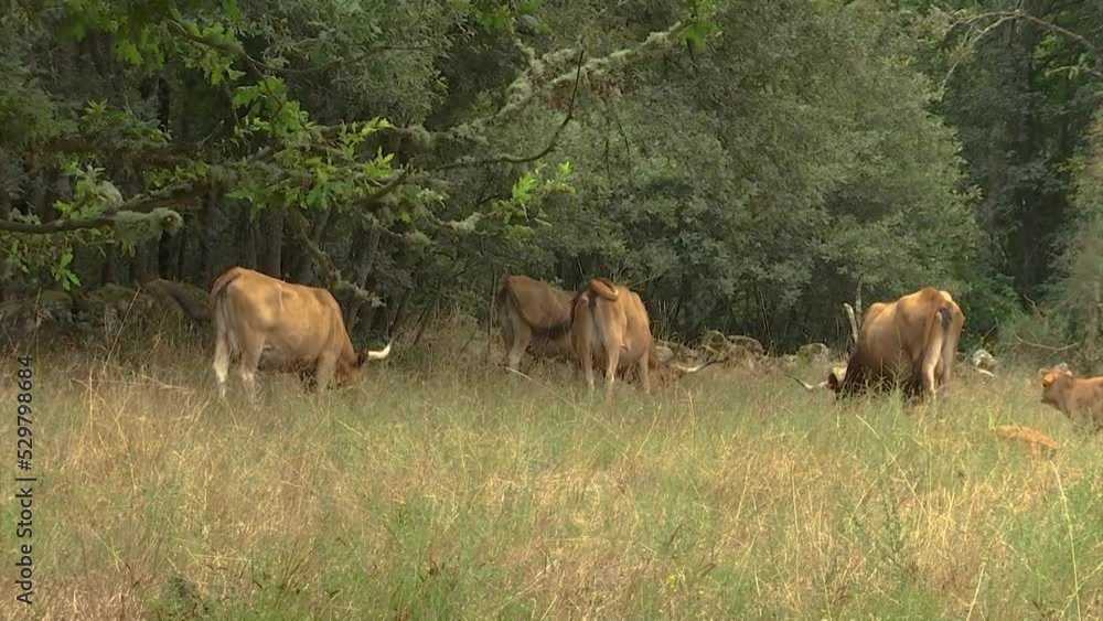 HERD OF BROWN COWS WITH BIG HORNS GRAZING IN THE FIELD HERD OF BROWN COWS WITH BIG HORNS GRAZING IN THE FIELD