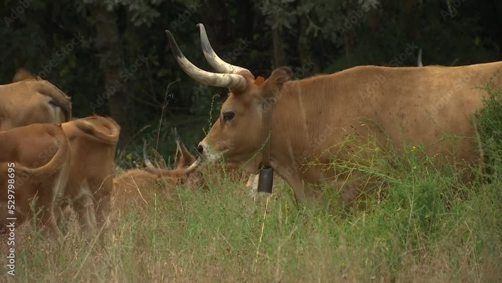 HERD OF BROWN COWS WITH BIG HORNS SURROUNDED BY FLIES GRAZING IN THE FIELD SLOW MOTION HERD OF BROWN COWS WITH BIG HORNS SURROUNDED BY FLIES GRAZING IN THE FIELD SLOW MOTION