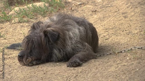 BLACK DOG IS LAY DOWN AND WATCHING
