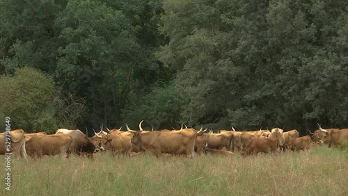 HERD OF BROWN COWS WITH BIG HORNS GRAZING IN THE FIELD