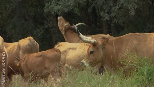 HERD OF BROWN COWS WITH BIG HORNS GRAZING IN THE FIELD