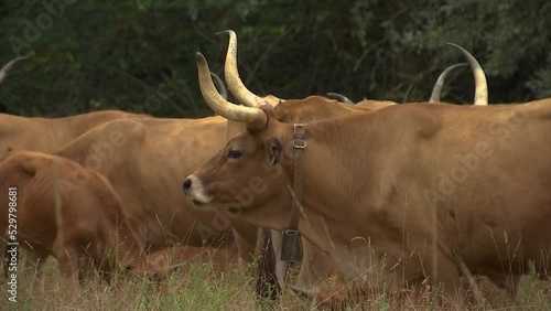 HERD OF BROWN COWS WITH BIG HORNS GRAZING IN THE FIELD