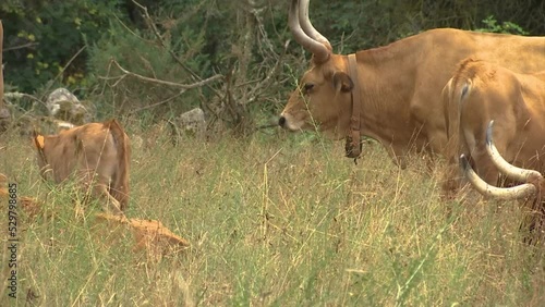 HERD OF BROWN COWS WITH BIG HORNS GRAZING IN THE FIELD