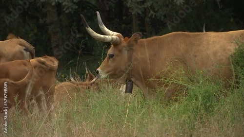 HERD OF BROWN COWS WITH BIG HORNS SURROUNDED BY FLIES GRAZING IN THE FIELD SLOW MOTION