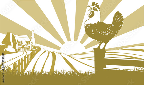 Rooster farm field concept