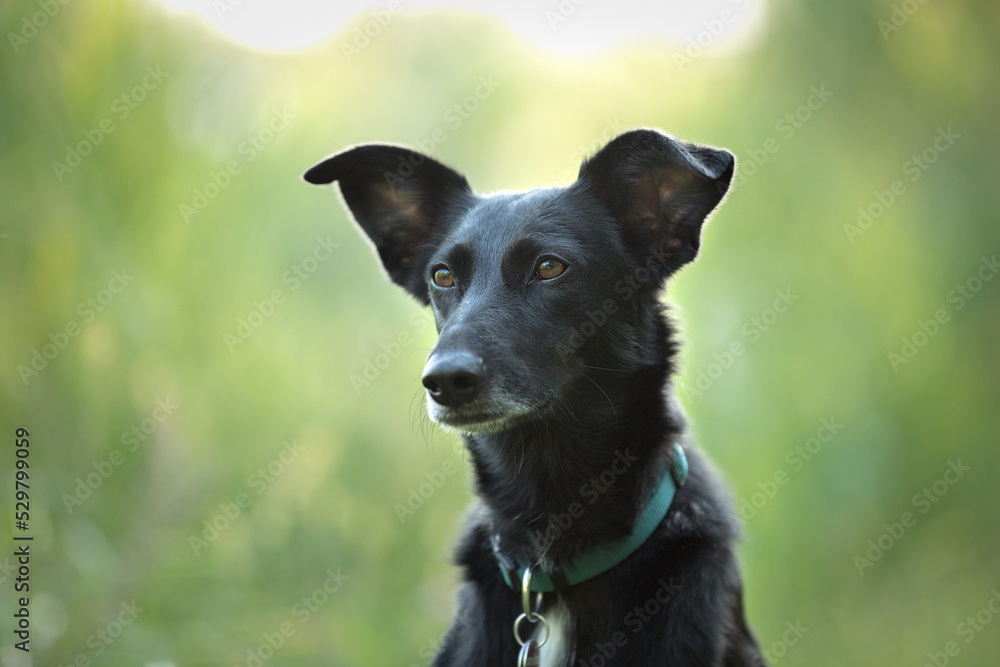 cute black mixed dog in nature cute black mixed dog in nature