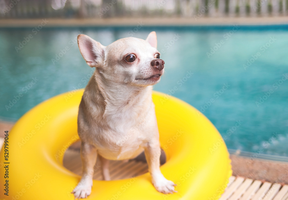brown short hair chihuahua dog standing in yellow  yellow swimming ring or inflatable by swimming pool