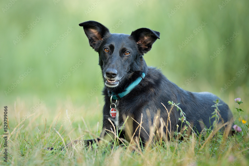 cute black mixed dog in nature