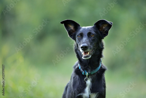 Wall Mural cute black mixed dog in nature