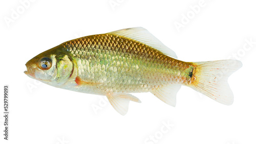 Crucian Carp - Carassius Carassius, fish isolated on white background. Endangered species in Europe. 