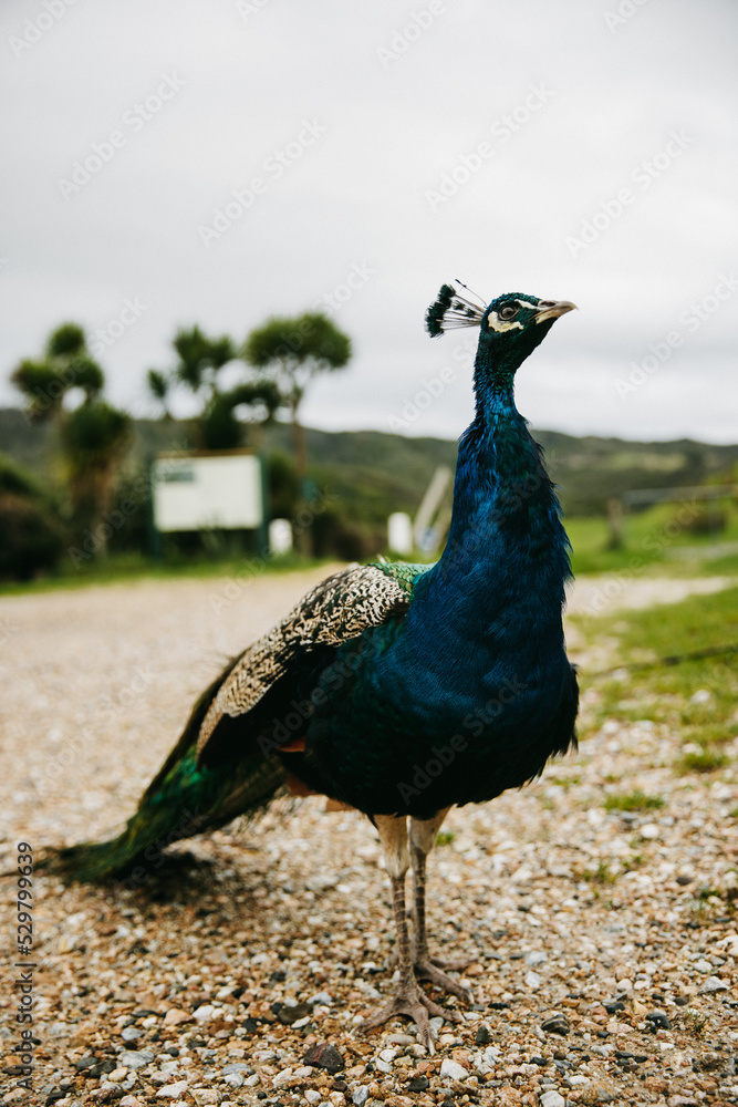Colorful peacock posing in garden, shot in New Zealand Colorful peacock posing in garden, shot in New Zealand