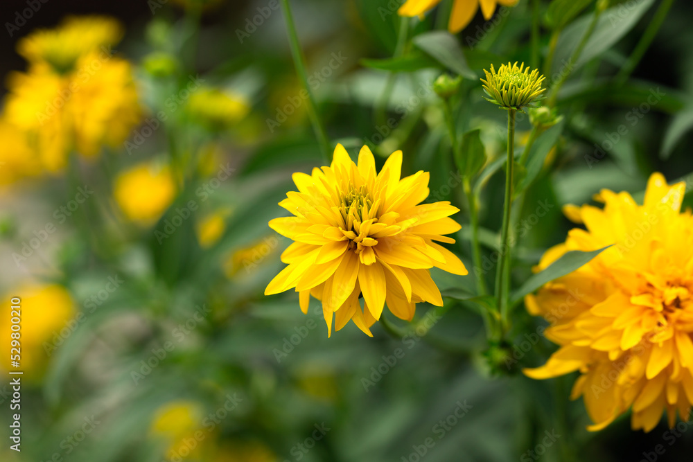 Coreopsis fully double, golden yellow flowers Solanna Golden Sphere perennial in summer cottage garden Coreopsis fully double, golden yellow flowers Solanna Golden Sphere perennial in summer cottage garden