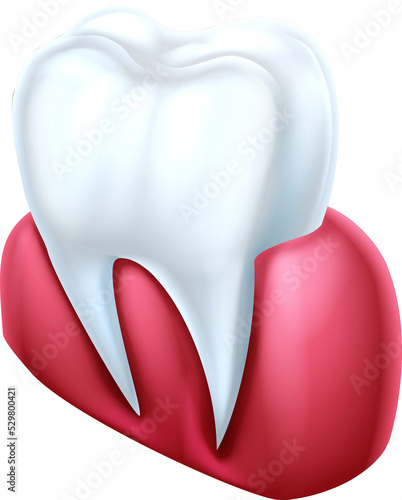 Tooth and Gum