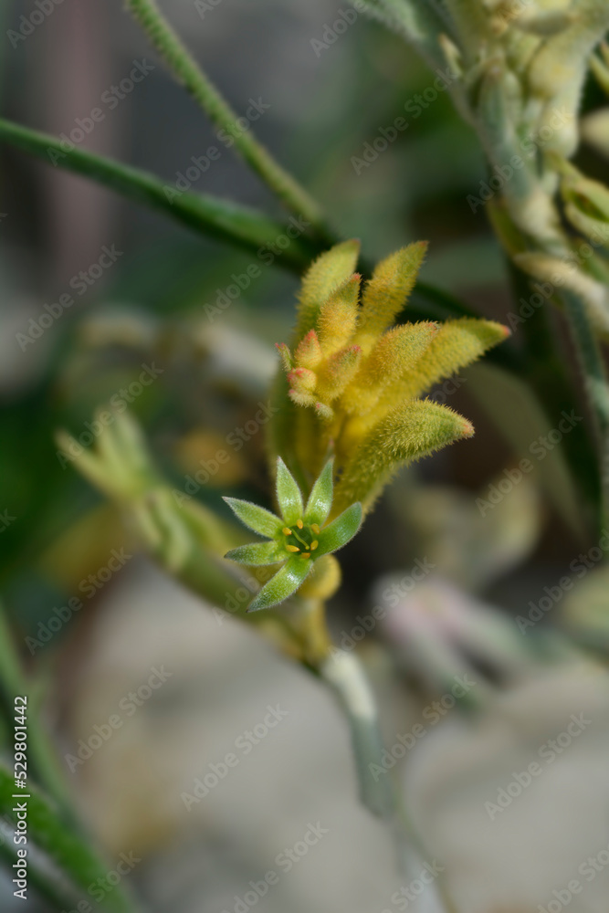 Kangaroo Paw