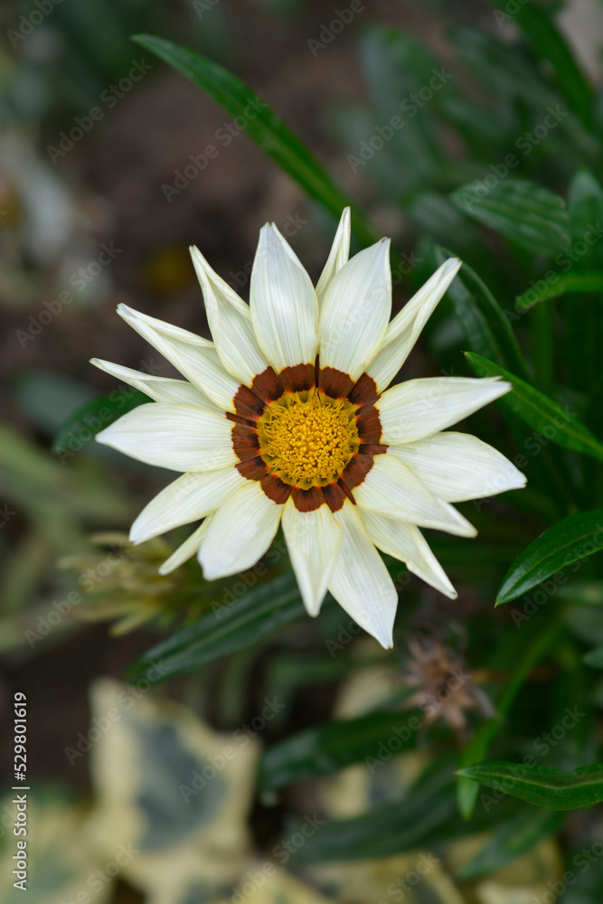 Fototapeta premium Treasure flower Daybreak White