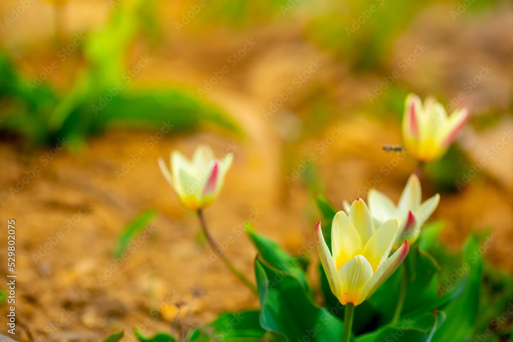 Obraz premium Spring flowers under the rays of sunlight. Snowdrops close-up. Beautiful landscape of nature. Hi spring. Beautiful flowers on a green meadow.