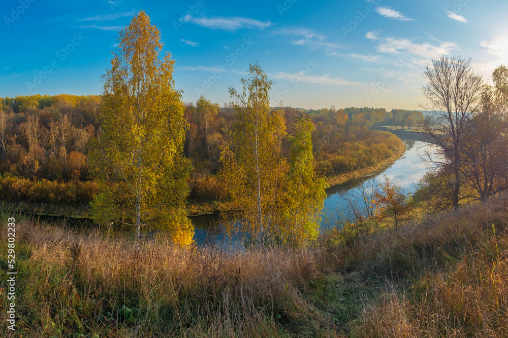 Fototapeta premium autumn in the forest