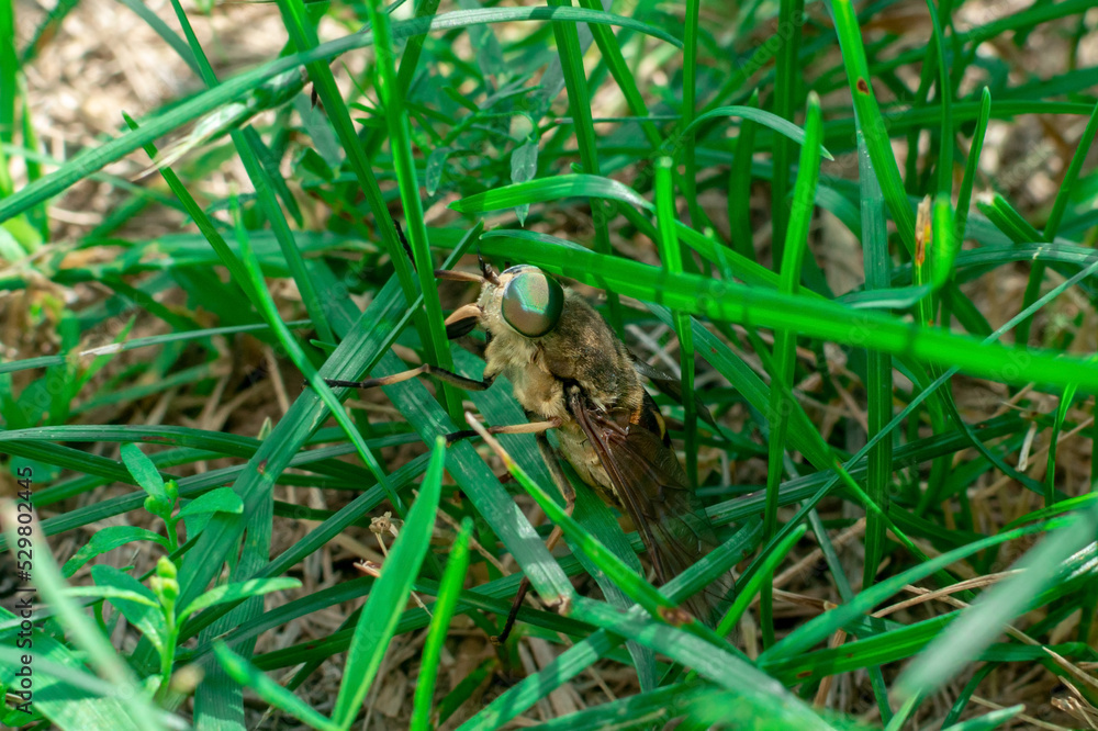 Fototapeta premium A large gadfly or horse fly sits in the green grass.