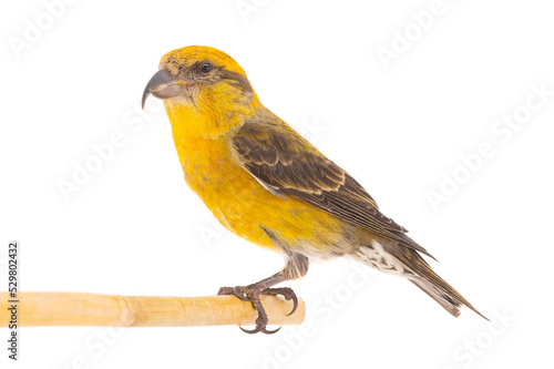 female yellow crossbill (loxia curvirostra) sitting on a tree branch isolated on white background © fotomaster