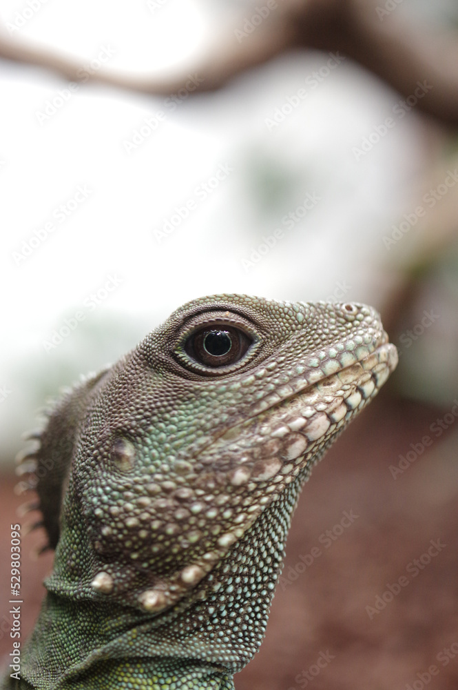 Fototapeta premium portrait of abearded dragon lizard