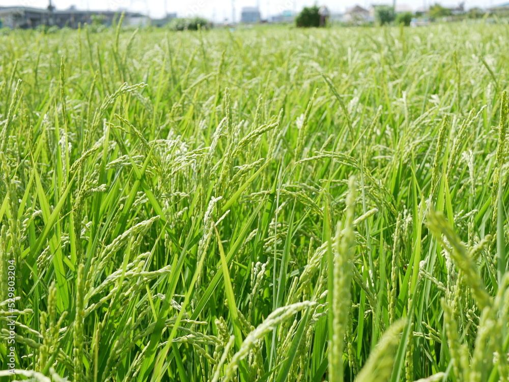 稲穂 ear of rice 稲穂 ear of rice