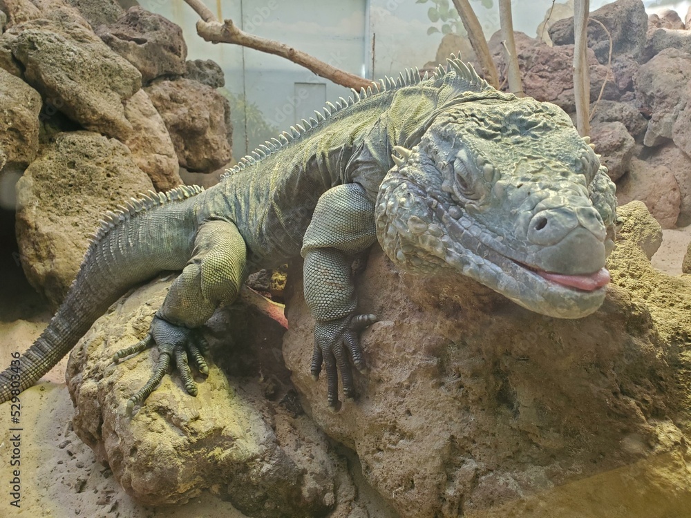 Fototapeta premium Eye Reptile Iguania Lizard Organism Scaled reptile