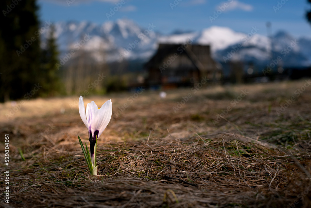 Crocuses under the Tatra Mountains, spring, Podhale, close to Zakopane, sunny morning. 
Krokusy pod Tatrami, wiosna, Podhale, blisko Zakopanego, słoneczny poranek - obrazy, fototapety, plakaty 