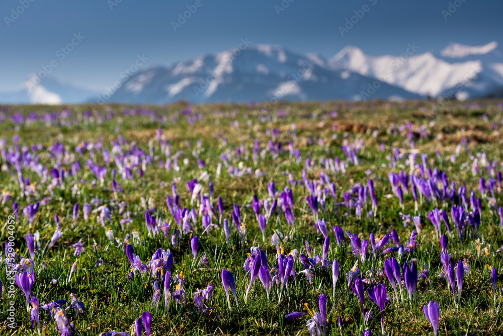 Crocuses under the Tatra Mountains, spring, Podhale, close to Zakopane, sunny morning.
Krokusy pod Tatrami, wiosna, Podhale, blisko Zakopanego, słoneczny poranek - obrazy, fototapety, plakaty 