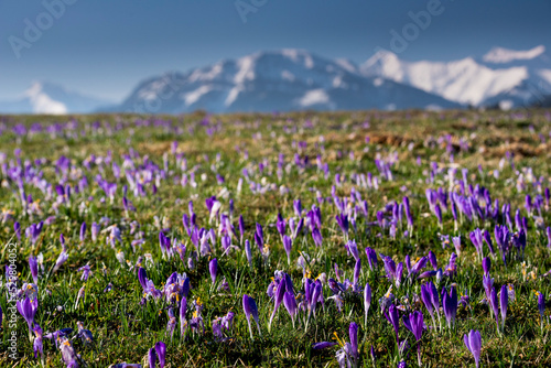 Crocuses under the Tatra Mountains, spring, Podhale, close to Zakopane, sunny morning. Krokusy pod Tatrami, wiosna, Podhale, blisko Zakopanego, słoneczny poranek