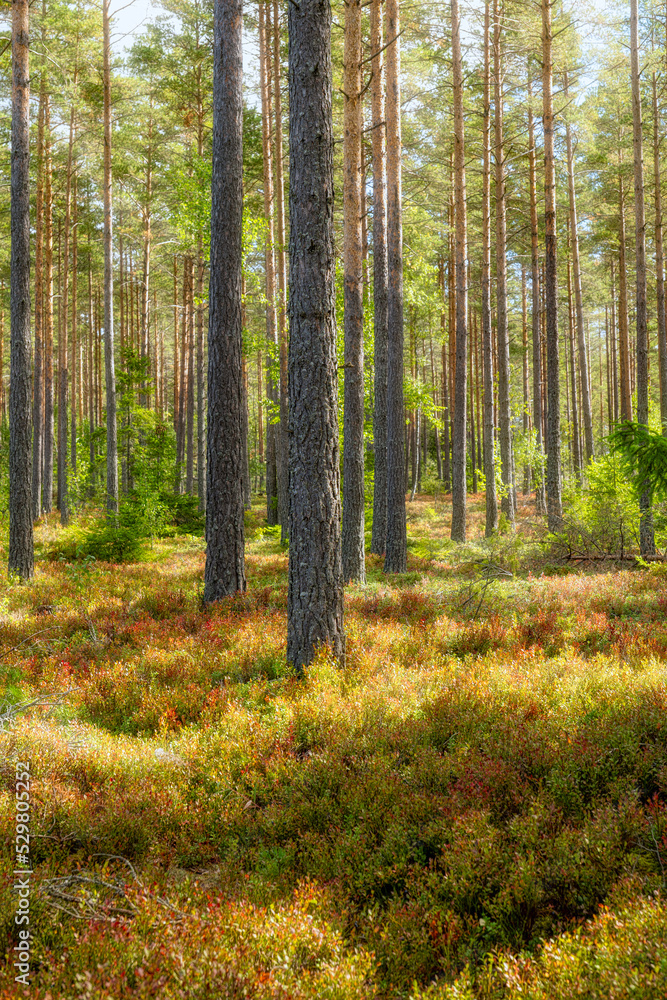 Pine tree forest landscape in autumn. Forest therapy and stress relief.