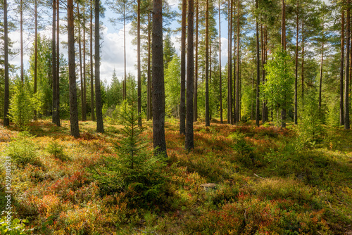 Pine tree forest landscape in autumn. Forest therapy and stress relief. © Conny Sjostrom