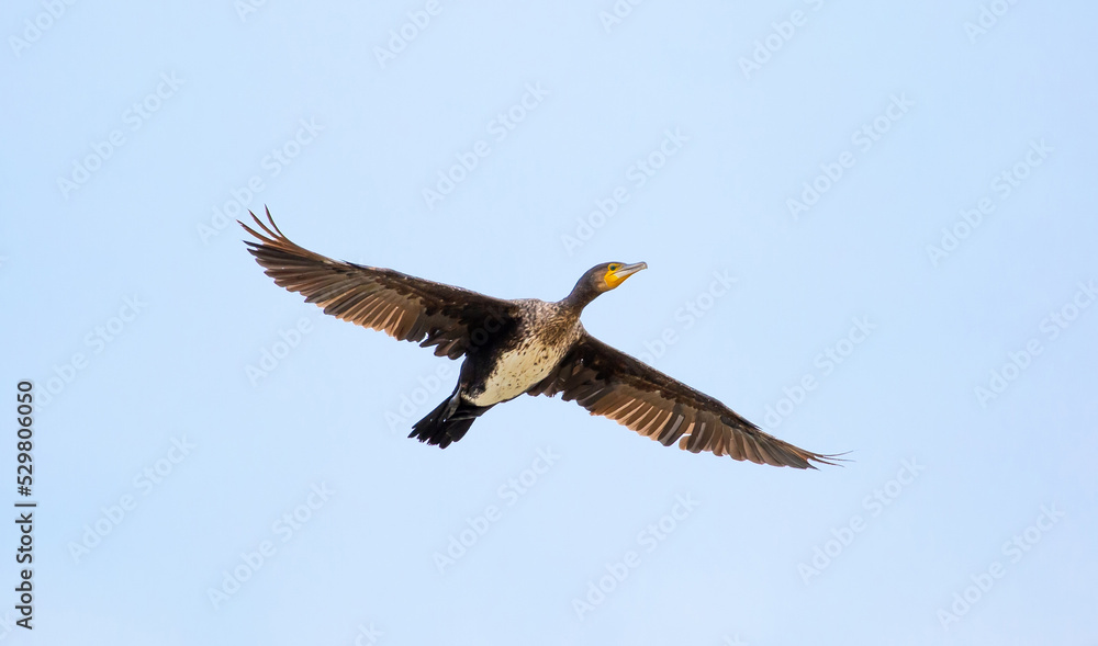 Obraz premium The great cormorant flies in the sky. Waterfowl on the lake. Wild nature, beautiful scenery. A flock of birds on the shore during the hunting season for game. Phalacrocorax carbo.